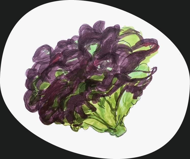 lettuce