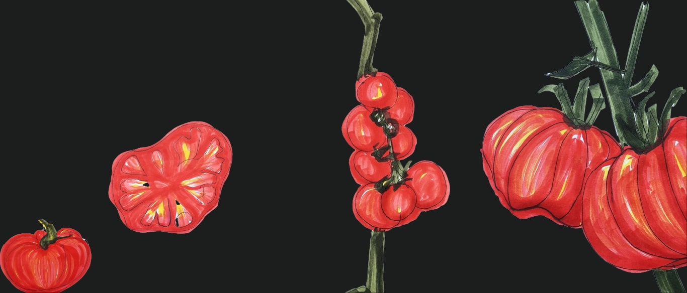 tomatoes